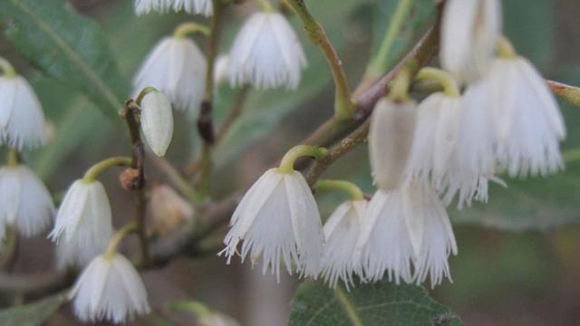 Elaeocarpus reticulatus flowers