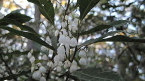 Elaeocarpus reticulatus flowering branch