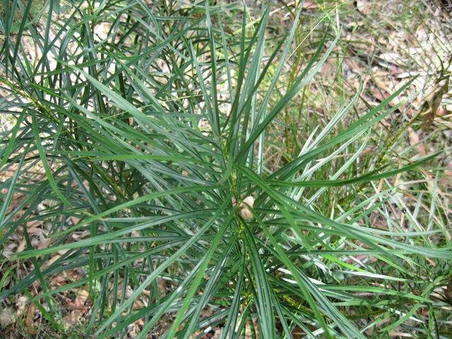 Macrozamia spiralis leaves