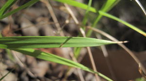 Echinopogon caespitosus leaves