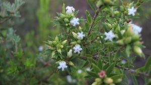 Leucopogon parviflorus flowers