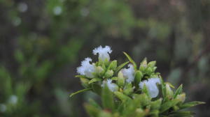 Leucopogon parviflorus flowers