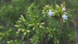 Leucopogon parviflorus buds