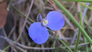 Comesperma spherocarpum flower