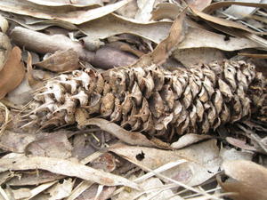 Macrozamia spiralis male cone