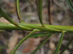 Macrozamia spiralis stem with spiral leaflets