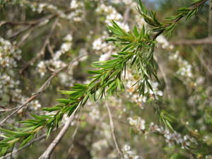 Leptospermum juniperinum leaves