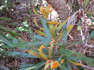 Banksia aemula new growth