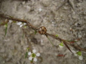 Leptospermum juniperinum green fruit