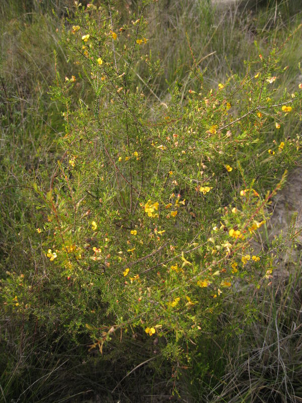 Dillwynia retorta ssp peduncularis plant shape