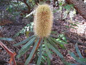 Banksia aemula flowers opened 