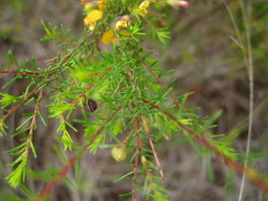 Dillwynia retorta ssp peduncularis fruit