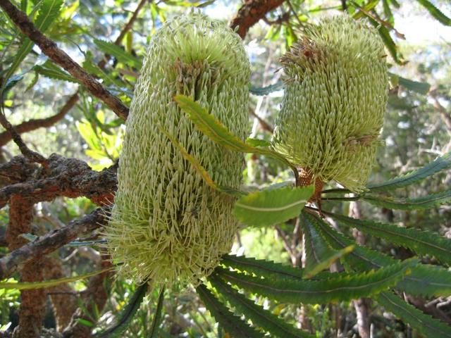 Banksia aemula flowers unopened