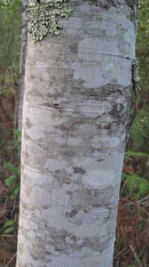 Alphitonia excelsa trunk