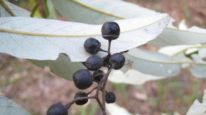 Alphitonia excelsa fruit and underside of leaf