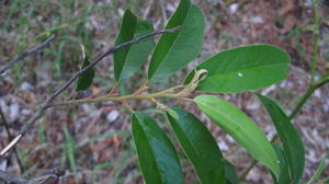 Alphitonia excelsa glossy leaves