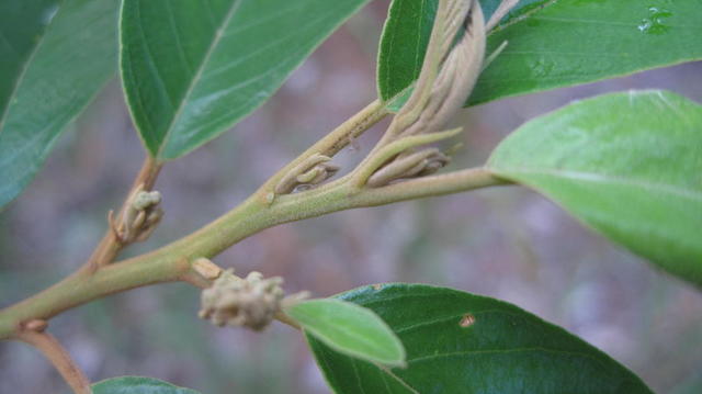 Alphitonia excelsa furry stems