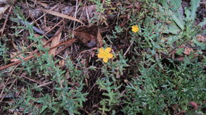 Hypericum gramineum 