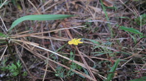 Hypericum gramineum 