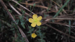 Hypericum gramineum 