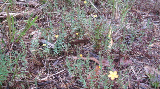 Hypericum gramineum