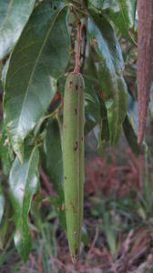 Parsonsia straminea pod