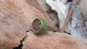 Eucalyptus acmenoides fruit