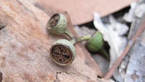 Eucalyptus acmenoides fruit