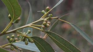 Eucalyptus acmenoides buds