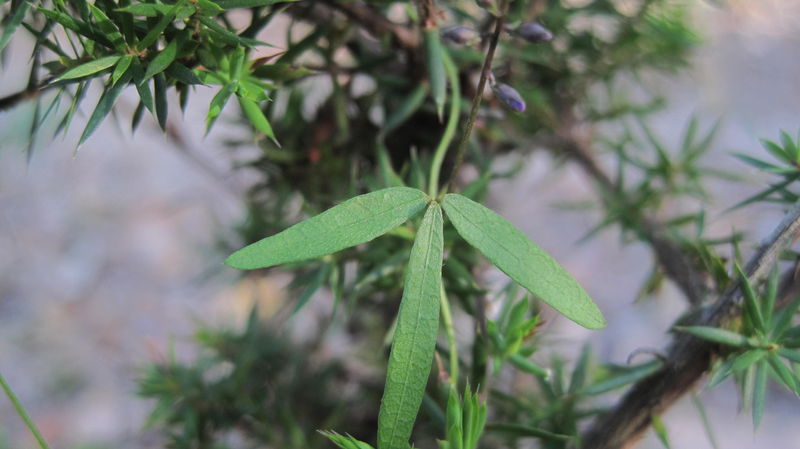 Glycine clandestina short blunt leaf shape