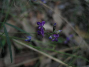 Glycine clandestina buds