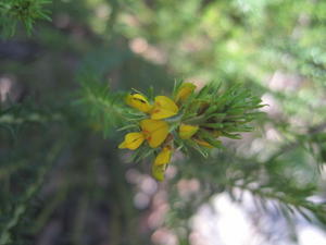 Dillwynia floribunda flower head