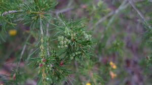 Dillwynia glaberrima buds