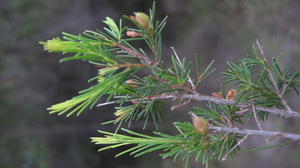 Dillwynia glaberrima leaves