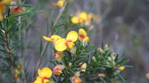 Dillwynia glaberrima flowers