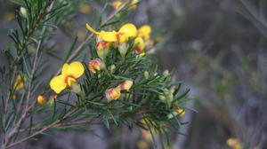 Dillwynia glaberrima flowers