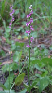 Spiranthes sinensis plant shape