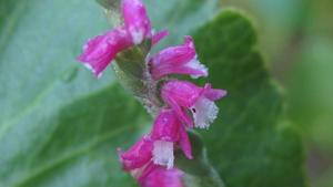 Pink flowers