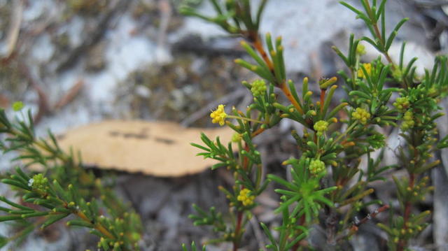 Acacia baueri buds