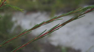 Dillwynia glaberrima new growth with appressed leaves