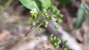 Polyscias sambucifolia flower