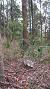 Polyscias sambucifolia plant shape - wide leaflets