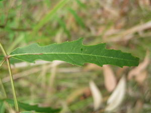 Polyscias sambucifolia leaflet