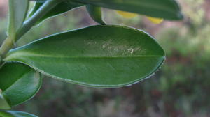 Hibbertia scandens leaf