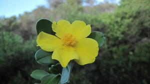 Hibbertia scandens flower