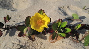 Hibbertia scandens flower