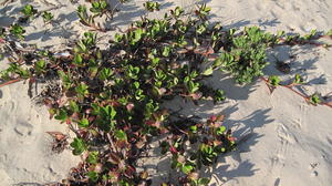 Hibbertia scandens plant shape on dune