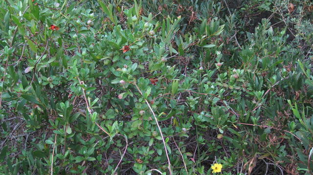 Hibbertia scandens plant scrambling over shrub