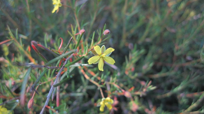 Hibbertia acicularis flower