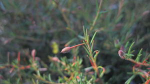 Hibbertia acicularis long stem on bud